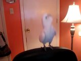 un perroquet danse le dougie