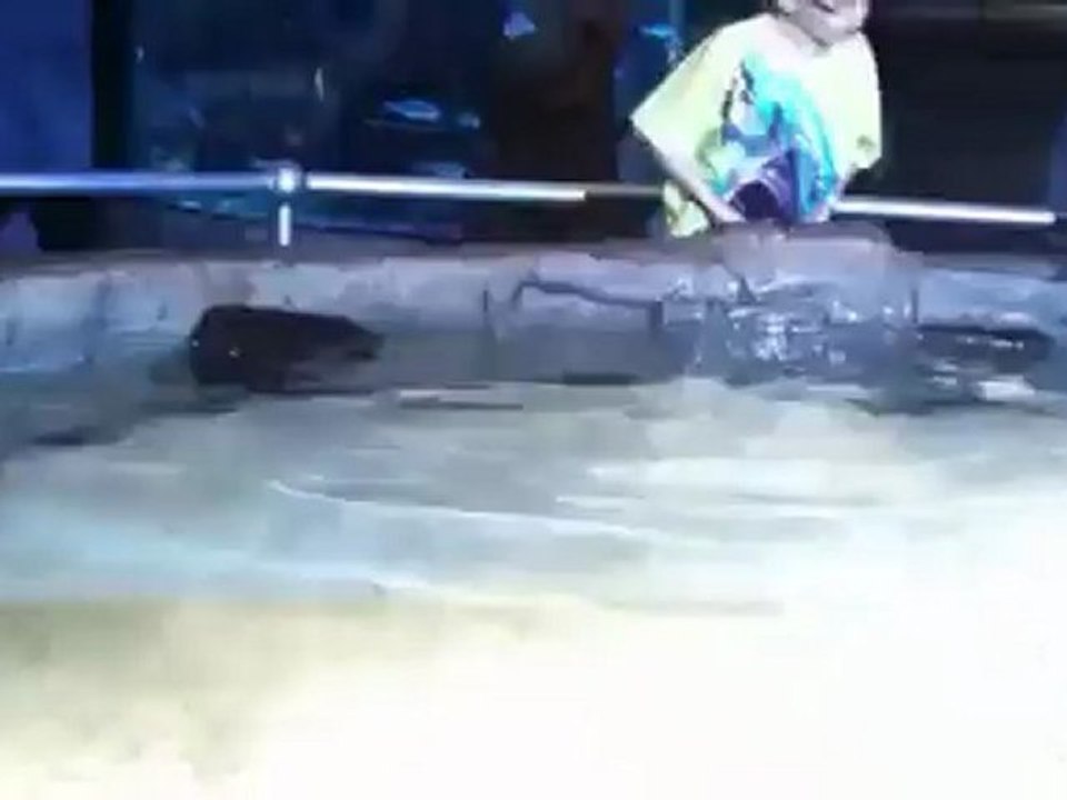 dizzy ray