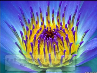 Secrets About Home Plants