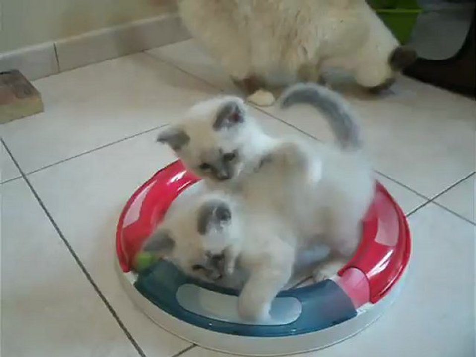 Hazalée , Gizmo et Hatchi ....( Hodyssée roupille ;-)