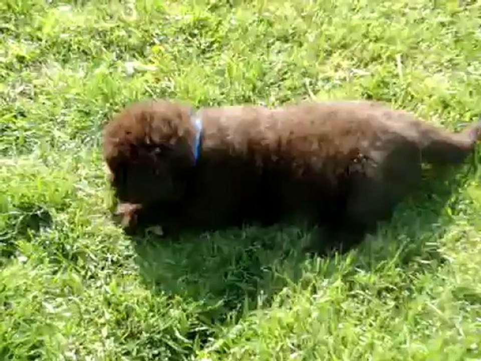 chiots Funny élevage de VALOYAN TERRE NEUVE MARRON BRONZE 20/05/2012