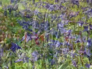 Beez Festival des Plantes mai 19, 2012