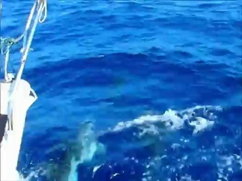 Dauphins de Méditerranée