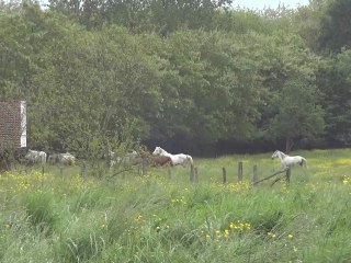 Haras du Freysse - juments - mai 2012