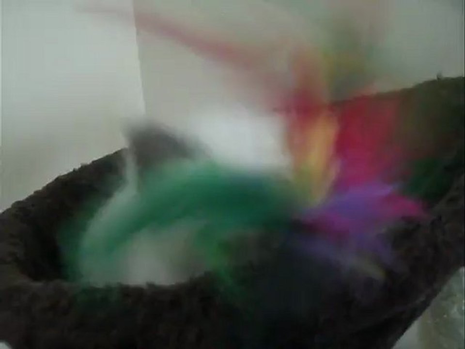 Hazalée 6 S.+4 jrs  (2)