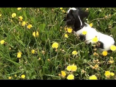 Hélia avec les chevaux, 1ère partie