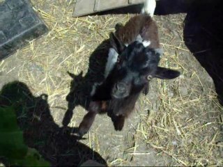 Les débuts au dressage de Scrat, Canard et les poules