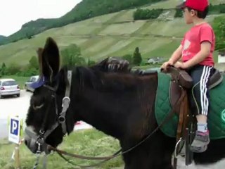 Balade à dos d'âne