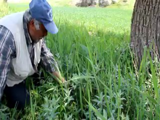 Damlalı- Kara Ahmet Yenifakılı