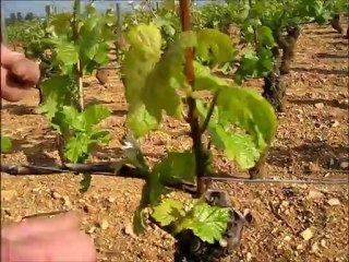 Millesime 2012 premières impressions