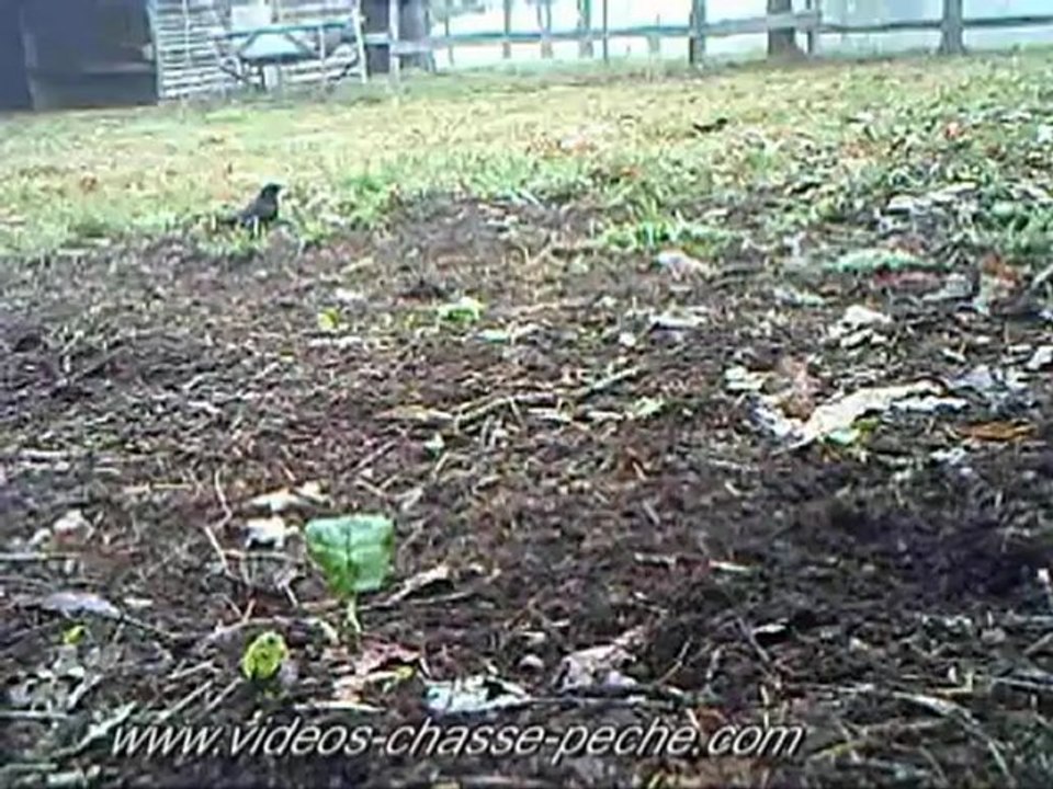 Merle noir à bec jaune - Bushnell Trophy Cam 2011 XLT 119456