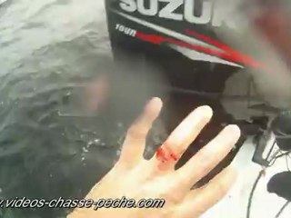 Barracuda qui attaque et mord - Caméra GoPro HD