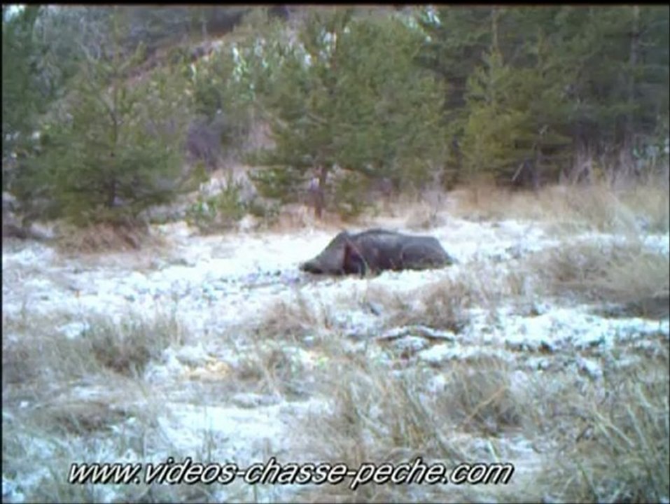 Sanglier à la souille sous la neige - Bushnell Trophy Cam