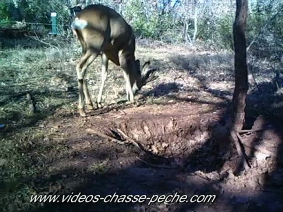 Brocards en velours - BS planet BS 508 BF