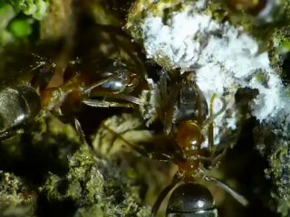Lasius emarginatus
