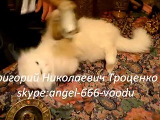 The cat is planning something evil NONONONO котяра задумал что-то недоброе, Best of just for laughs 2012  HQ