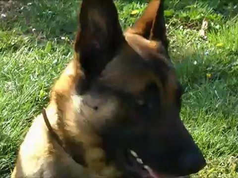 DogAttitude06 - Elevage de bergers allemands et bergers belges malinois