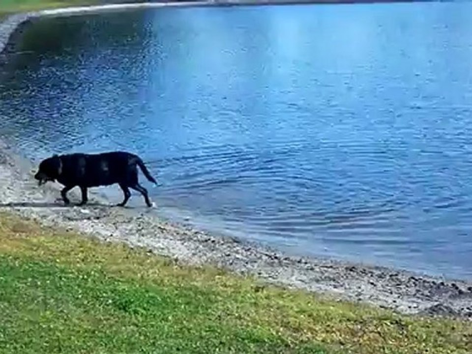 Walking Wet Dogs