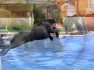 Cane Corso La Mirage de Torrellas