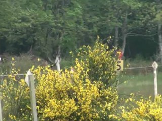 cross calif et rammstein