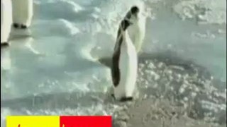 penguin - 1 (9) - Copie.mov