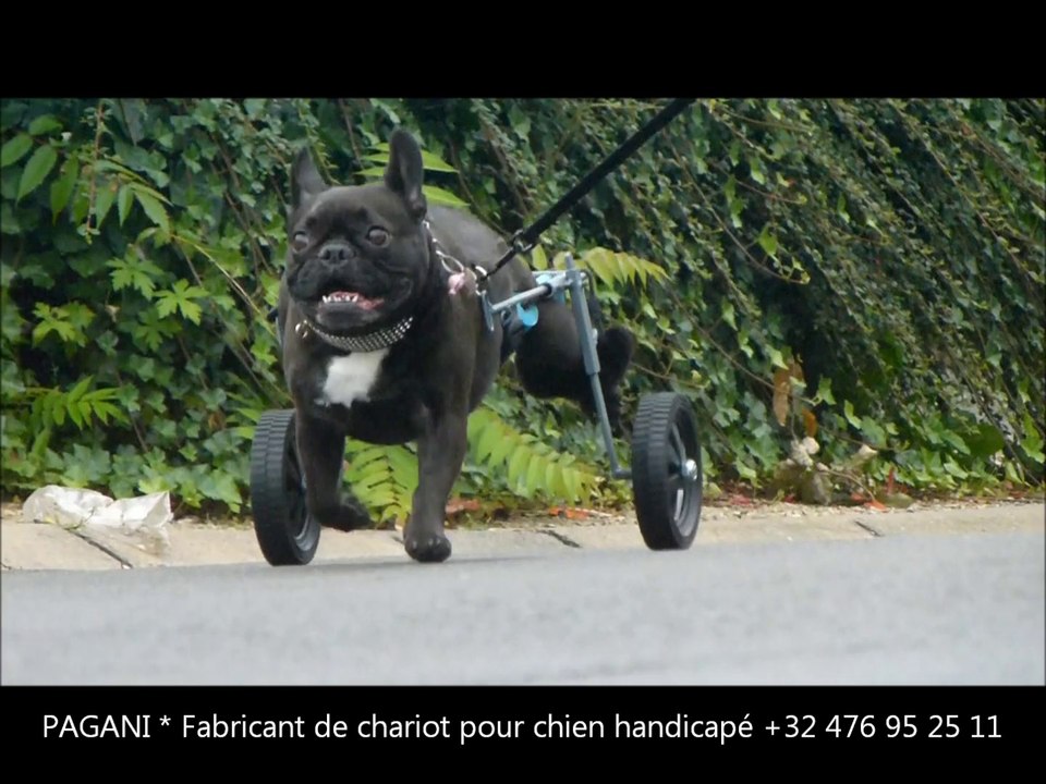doudou le chien avec son chariot