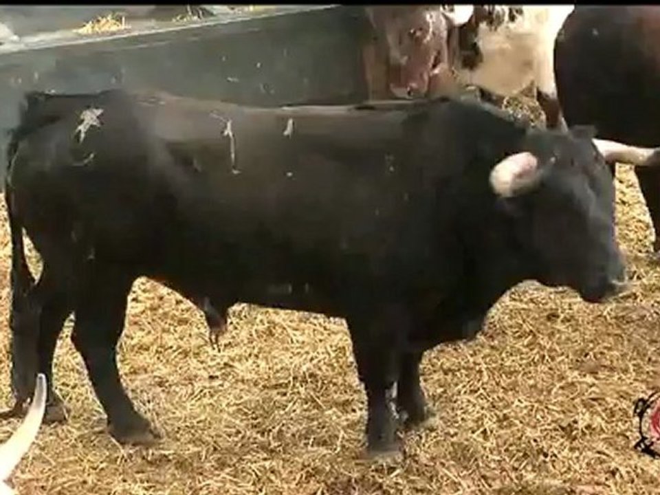 SORTEO DE LOS TOROS PARA LA DUODÉCIMA DE SAN ISIDRO