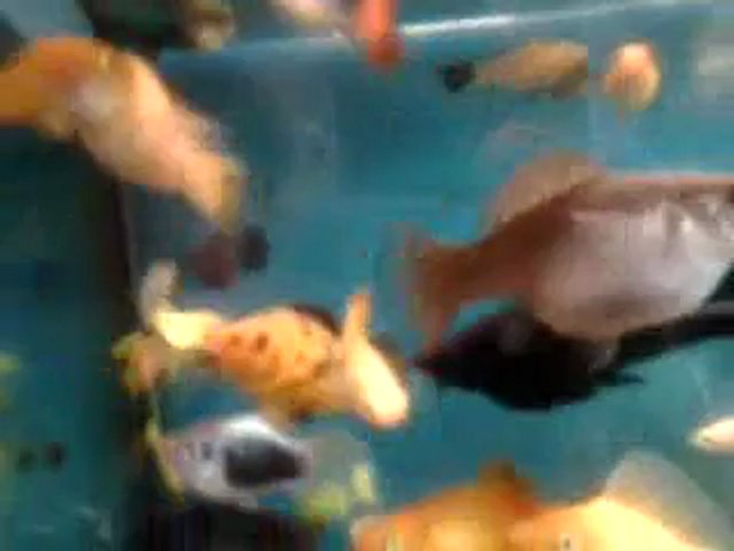 ⁣Aquarium - Molly Velifera, Guppy, Molly Ballon, Black Molly Pleine