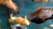 Aquarium - Molly Velifera, Guppy, Molly Ballon, Black Molly Pleine