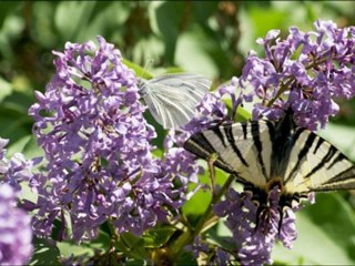 Malatyalı Hasan Durak - Gurbet Türküsü