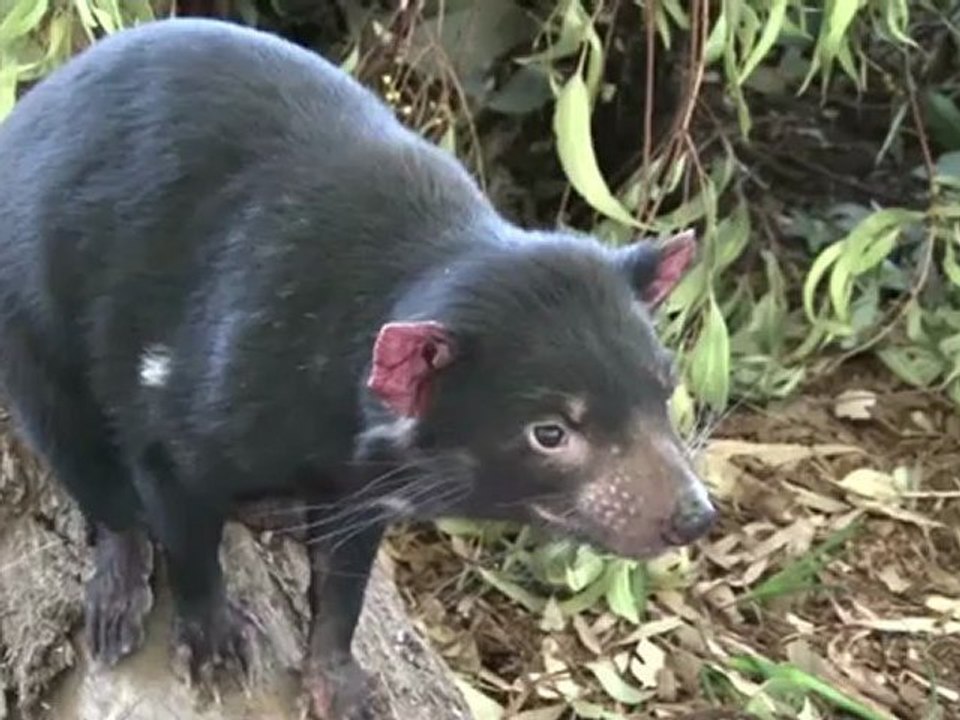 Le diable de Tasmanie en voie d'extinction
