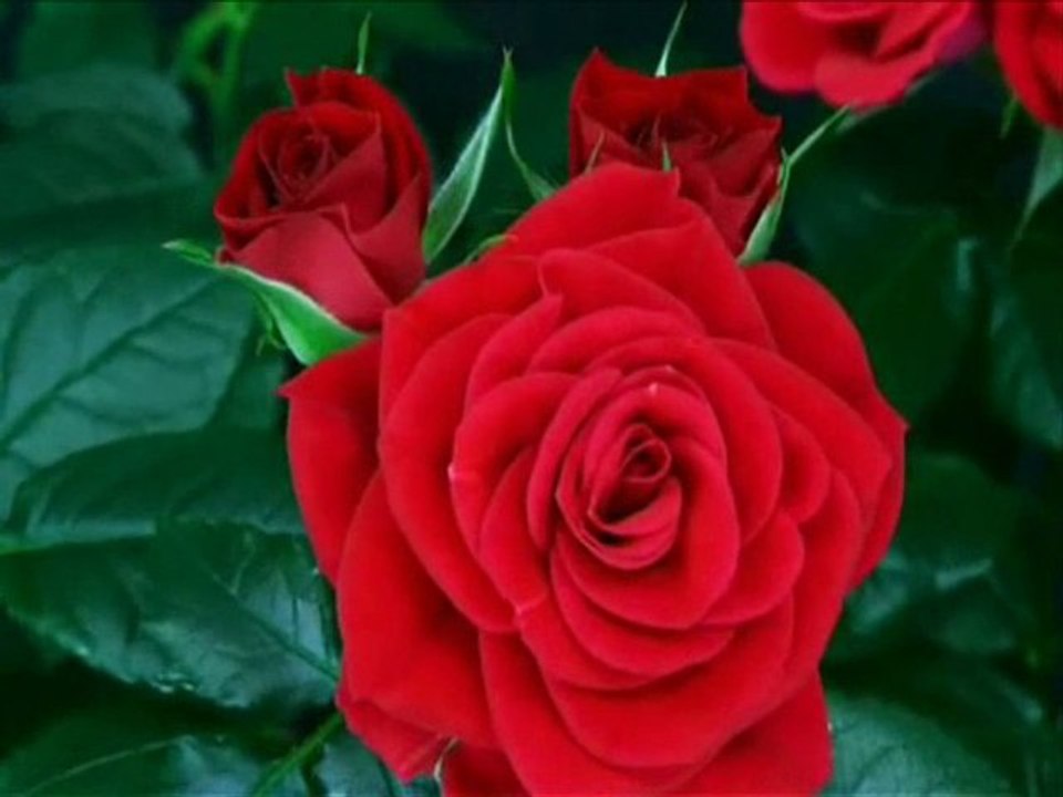 ROSES