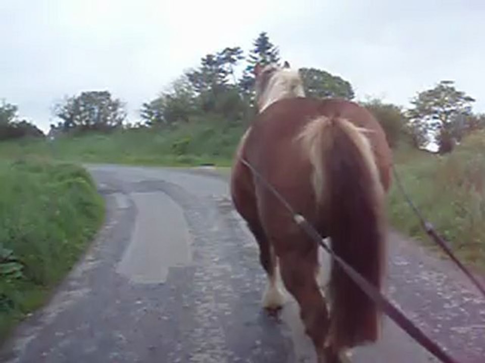 Salsa longue rênes 2