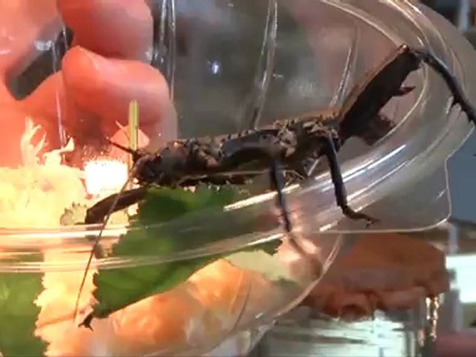 La bourse aux mineraux et fossiles du Barcarès