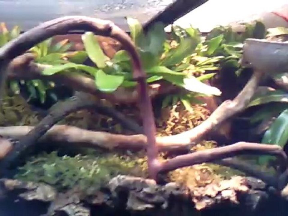 Créer, Construire son Terrarium : Caméléon qui boit