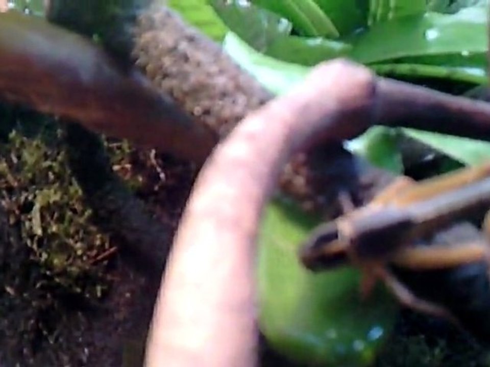 Créer, Construire son Terrarium : partie terrestre+arboricole+semi-aquatique+aquatique...