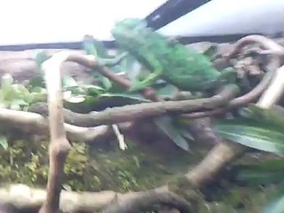 Créer, Construire son Terrarium : Isolation du terra