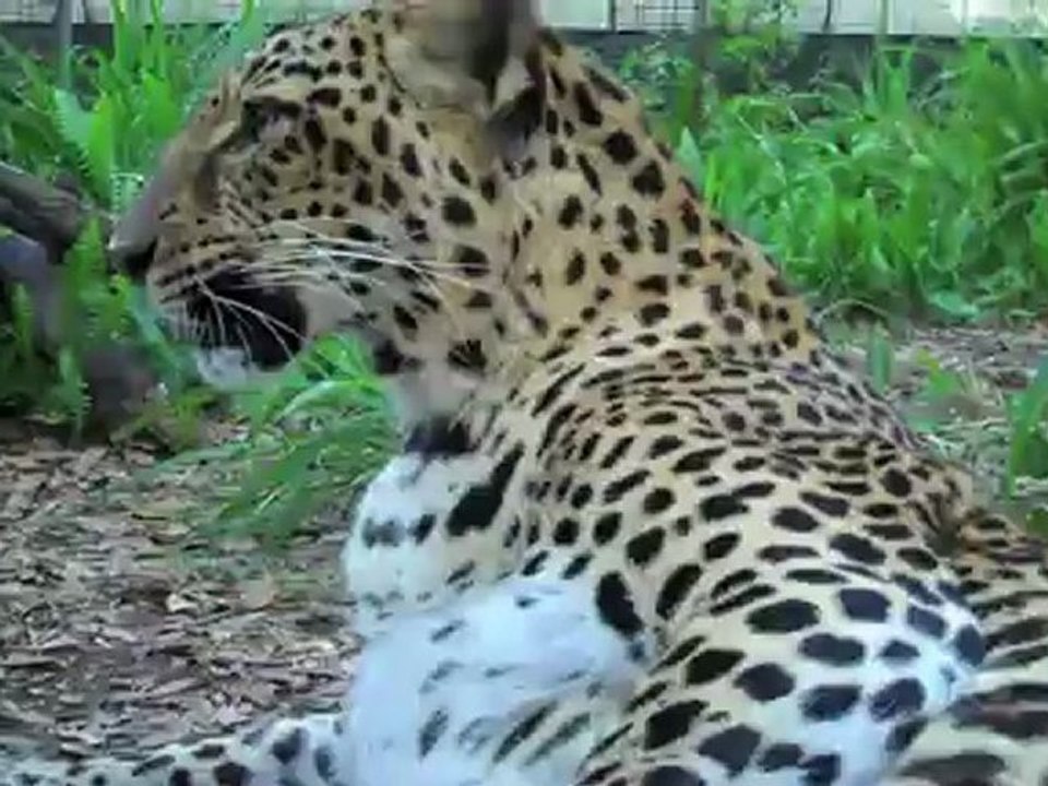 Goofy Leopards! - video Dailymotion