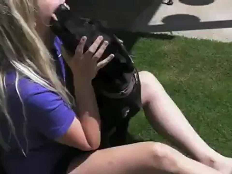 Cão não abandona a mãe morta