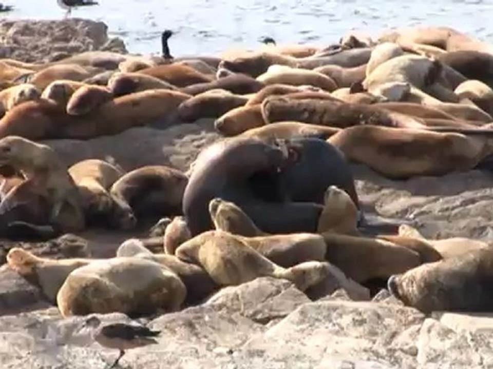 Canal de Beagle