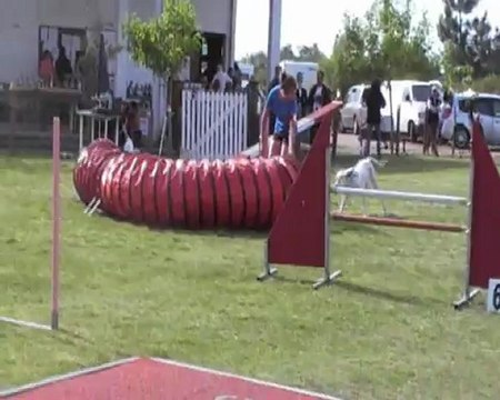 CONCOURS AGILITY PARENTIS 17052012 LEA VANDA