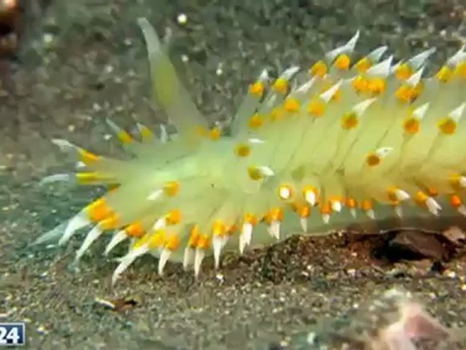 Unser blauer Planet - Im Wechsel der Jahreszeiten - Natur & Wildlife - N24