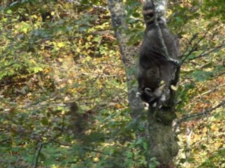 Traques ardennaises 2011 (chasse)