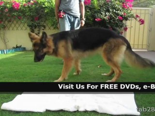 Train Your Dog DVDs - How To Train Your Dog 05/21/12  -2-