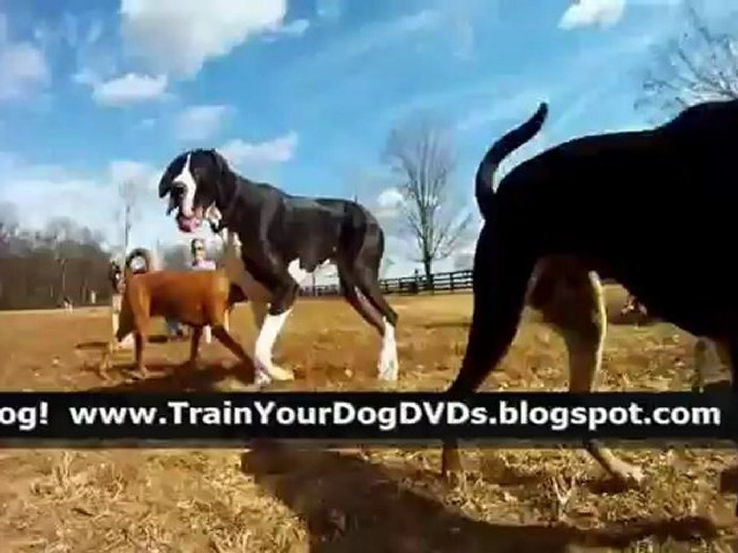 ⁣Train Your Dog DVDs - How To Train Your Dog 05/21/12  -5-