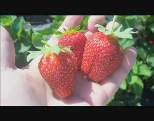 Horticulture & Business Management - Studieren an der ...