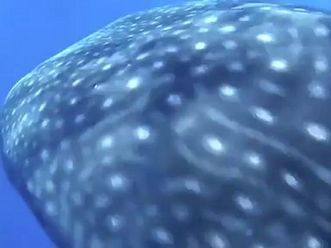 Sport Diver Loves Whale Sharks!