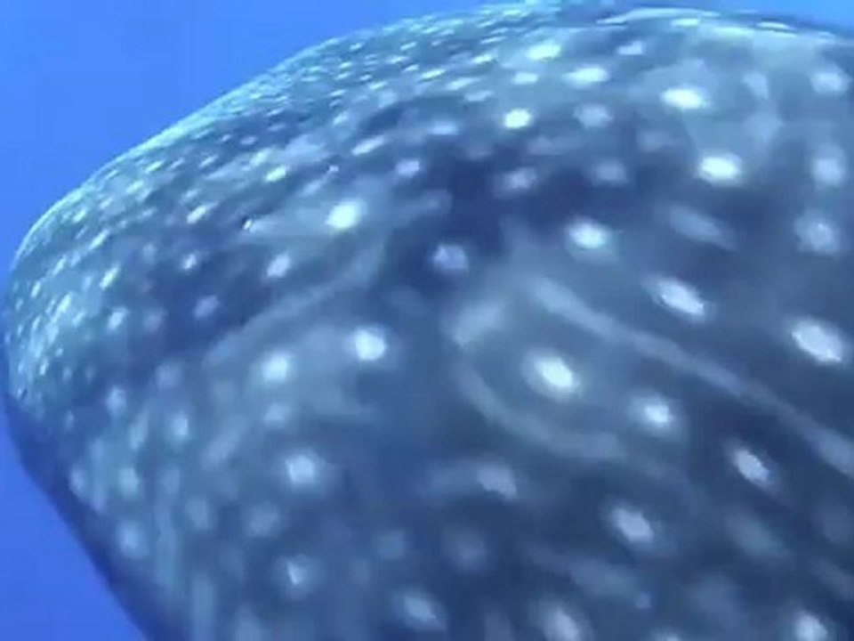 Sport Diver Loves Whale Sharks!