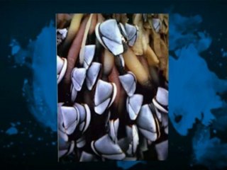 Some of The Most Sought-After Seafood Delicacies: By David Bunevacz