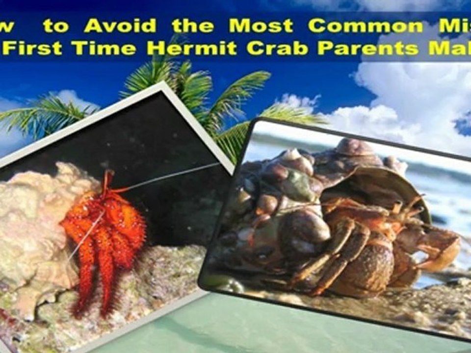 Hermit Crabs Mini Course